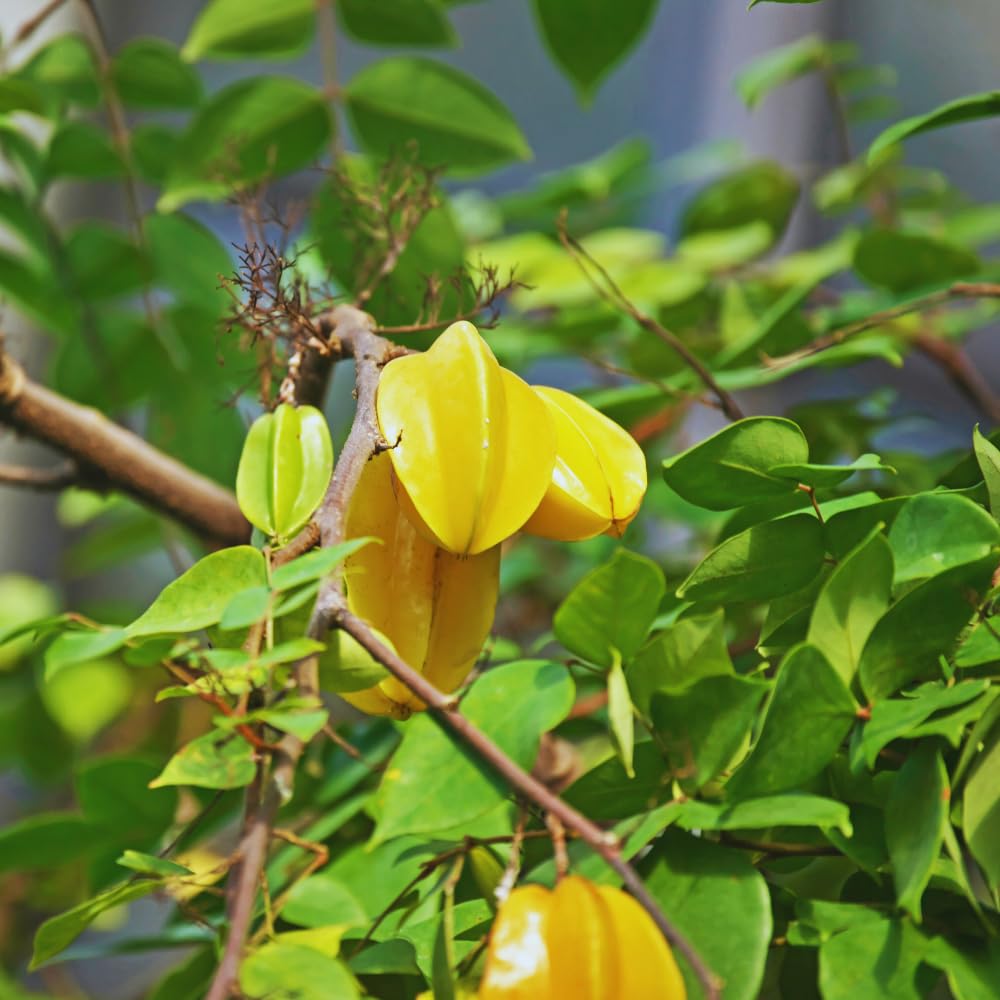 Carambola Tree Plant, Star Fruit Tree, Carambola Fruit Tree, Starfruit Plant, 2 to 3 Feet in Tall, 3 Gallon Pot
