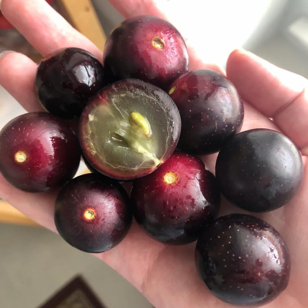 Muscadine Grape Vines Live Plants in 1 Gallon Pot, 20-24 Inches Tall, Sweet Fruit Vine for Outdoor Garden, Fast Growing Climbing Grape Vine, No Ship to CA