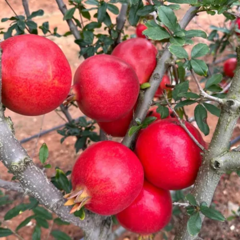 Pomegranate Tree Live Plant Hardy Pomegranate Plant Live Gardening, 3 Gallon Pot, No Ship to CA