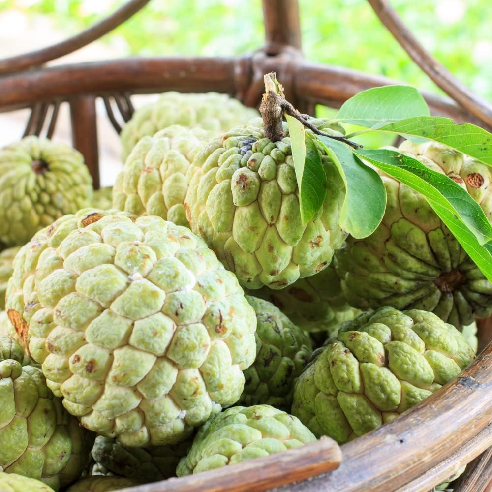 Sugar Apple Plant Live for Planting 2-3 Feet Tall, 3 Gallon Pot, Annona Squamosa Sugar Apple Tree Live Plant, No Ship to CA