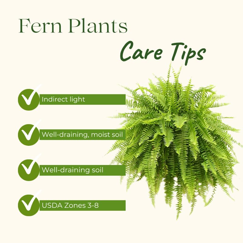 Set 5 Ostrich Ferns Bare Roots, Ferns Live Plants 4-6 Inches, Hardy Ferns for Shade for Outdoor Garden