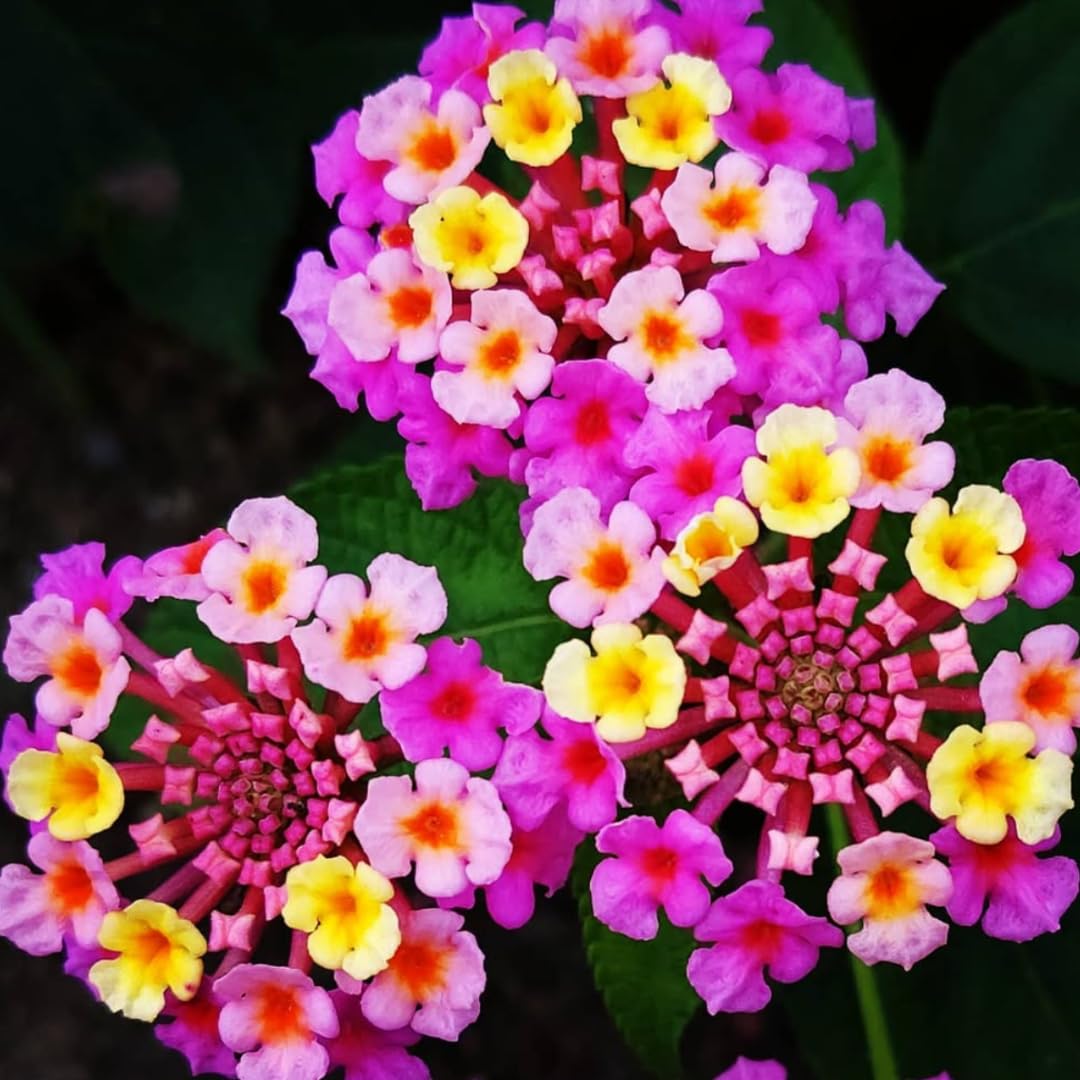2 Pink Lantana Plants Live, 5 to 7 Inches Tall, Lantana Live Plants for Planting Outdoors, Perennial Flower Plant
