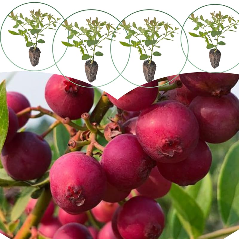 Sets 2 Blueberry Trees Live Plants, Blueberries Bushes, Hardy and High Yield, Seedlings Southern Highbush Blueberry Plants Live for Outdoor Growing, 5-7" Tall (Pink Lemonade)
