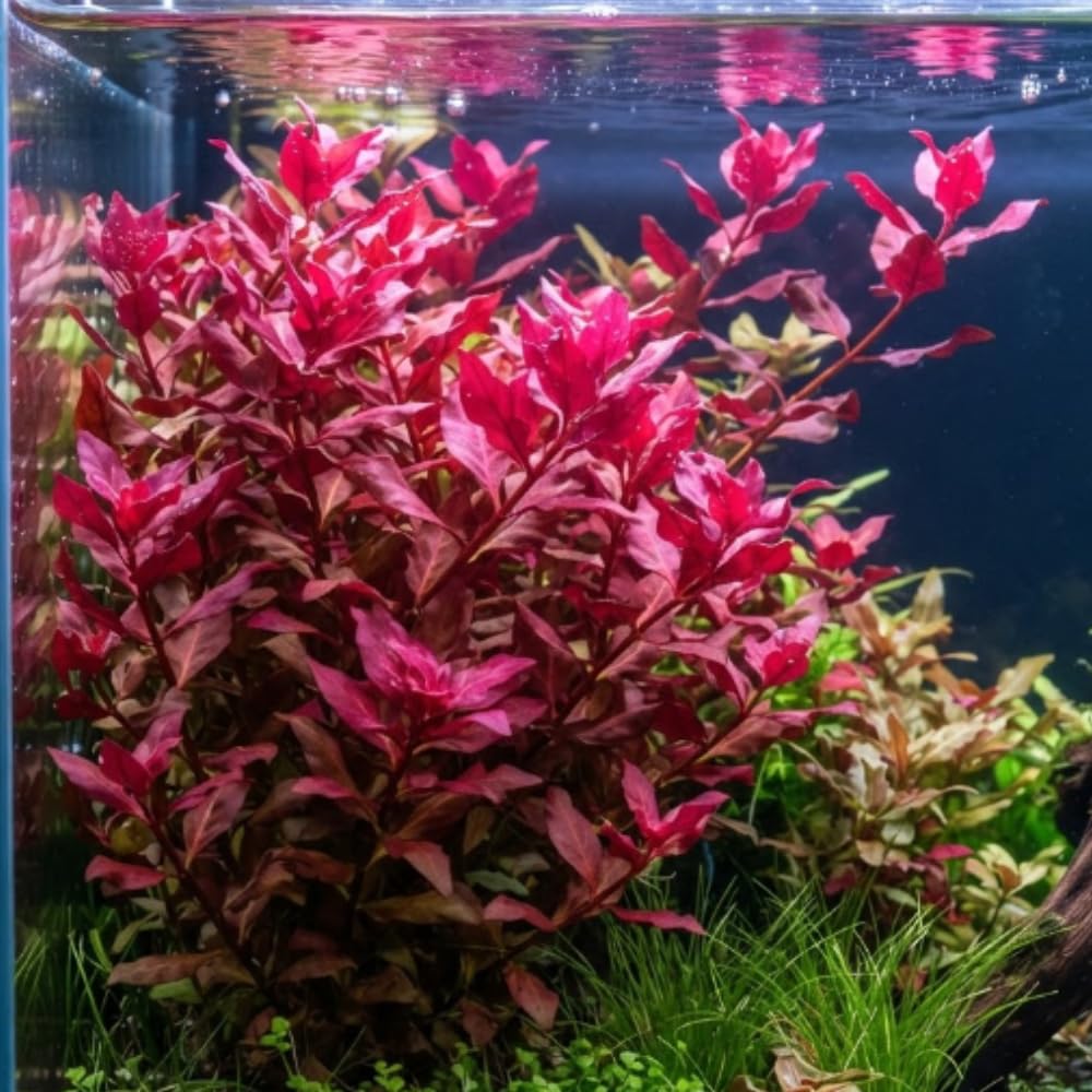 Red Rotala Aquarium Plant, 1 Bundle Live Stem Plant