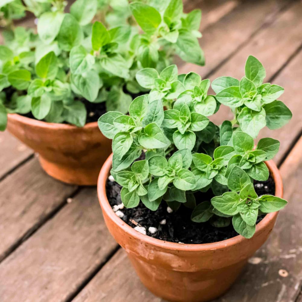 Pack 4 Greek Oregano Plants Live, 4-6 Inches Tall, Culinary Herb Plants for Planting