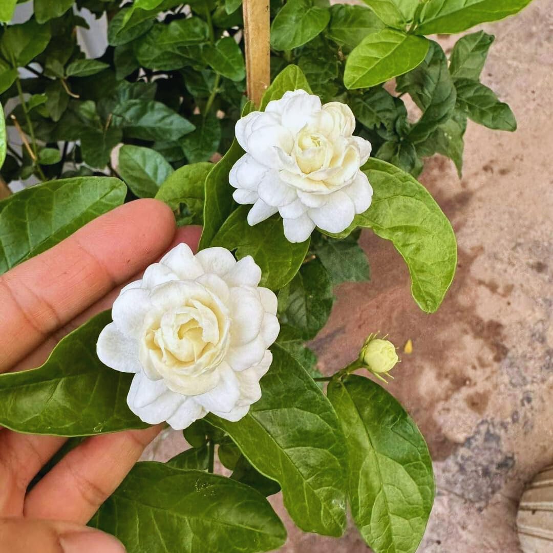 Jasmine Plants Live, Set 3 of Grand Duke of Tuscany Jasmine Live Plants, 5 Inches to 7 Inches Long, Plant for Indoors Or Outdoor Gardening