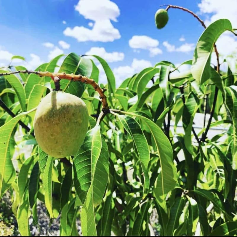 Ugly Mango Tree Live Plant, Fully Rooted in 3 Gallon Pot, Tropical Mango Fruit Tree for Indoor or Outdoor Growing