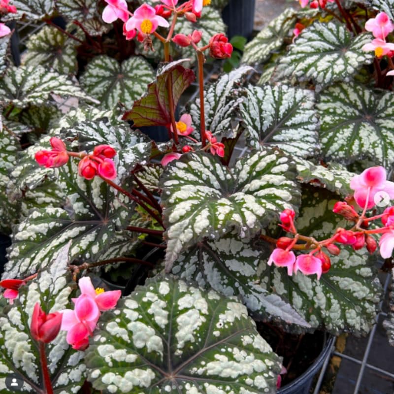 YOKEBOM Live Begonia Plant, Well Rooted Begonia Plant 4-7 Inches, Vibrant Colorful Foliage, Easy-Care Indoor Outdoor Houseplant - White Brown Foliage