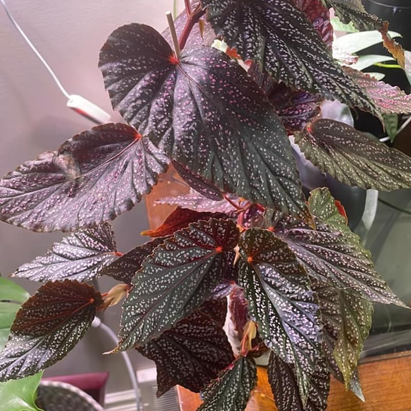 Pack 2 Begonias Plants Live, Pink Leaf White Spots Maculata Polka Dot Begonia Live Plant for Decorative Houseplants Indoor Outdoor, Spring Vibrant Foliage
