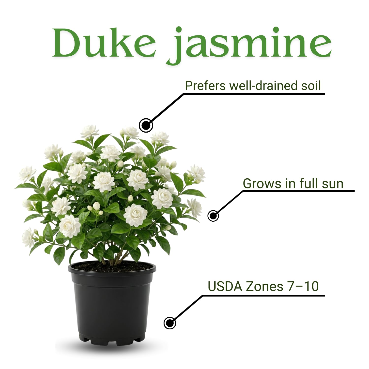 Duke Jasmine Plant Live, Fragrant White Blooming Vine, 2-3 Feet Tall in 3 Gallon Pot, Outdoor Garden Climbing Plant, No Ship to CA