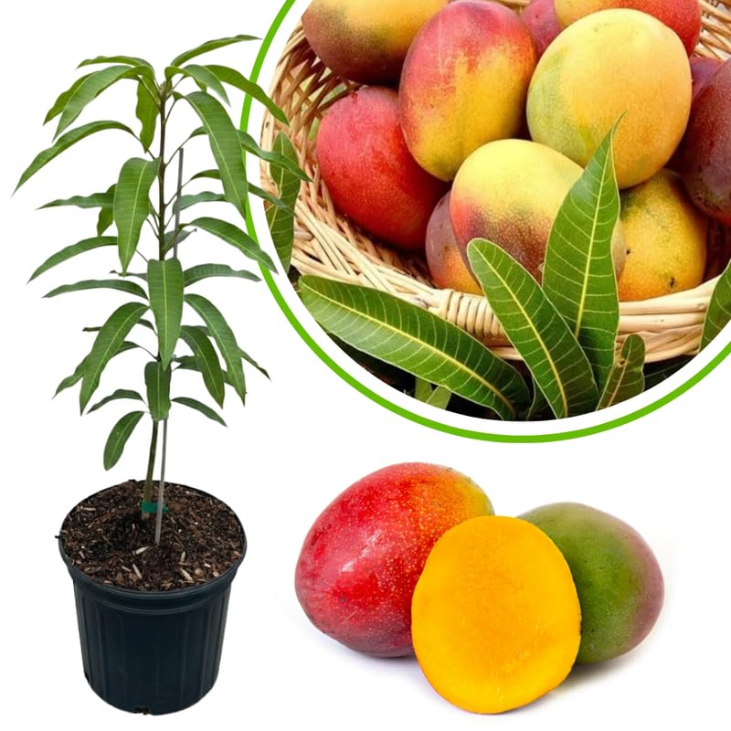 Red Yellow Mango Tree Live Plant, Fully Rooted in 3 Gallon Pot, Tropical Mango Fruit Tree for Indoor or Outdoor Growing