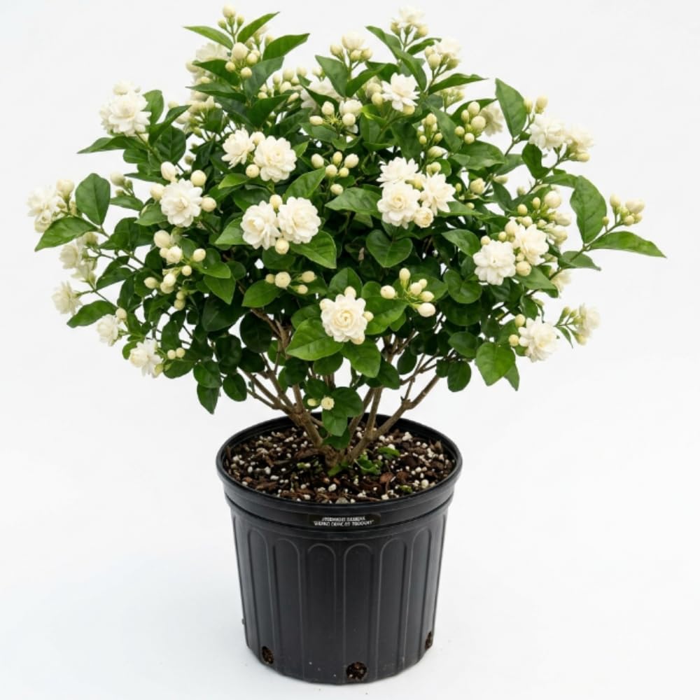 Grand Duke Jasmine Plant Live, 3 Gallon Pot, Fragrant White Jasmine Plants, 1-2 Ft Tall Perennial Flowers Bush Plant, No Ship to CA