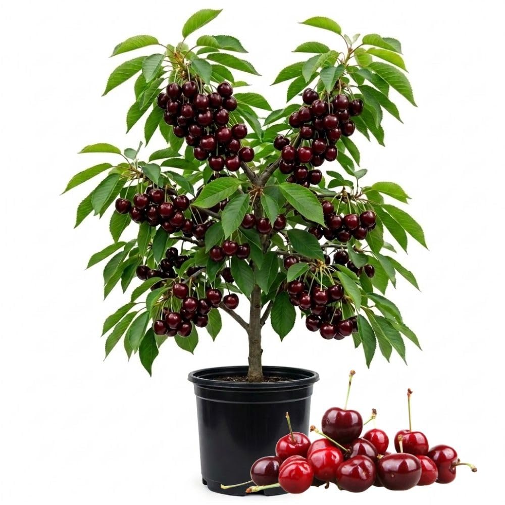 Deep Red Cherry Trees Live Plants 3-4 Feet Tall, Sweet Cherry Fruit Plants Live 3 Gallon Pot, Hardy Fruit Trees for Planting, No Ship to CA