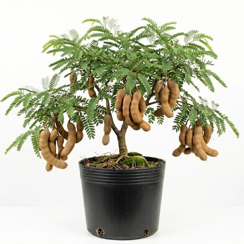 Sour Tamarind Plant Live in 3 Gallon Pot, Tamarind Tree Live Plants from 2-3 Feet Tall, Long Fruit for Outdoor Gardening, No Ship to CA
