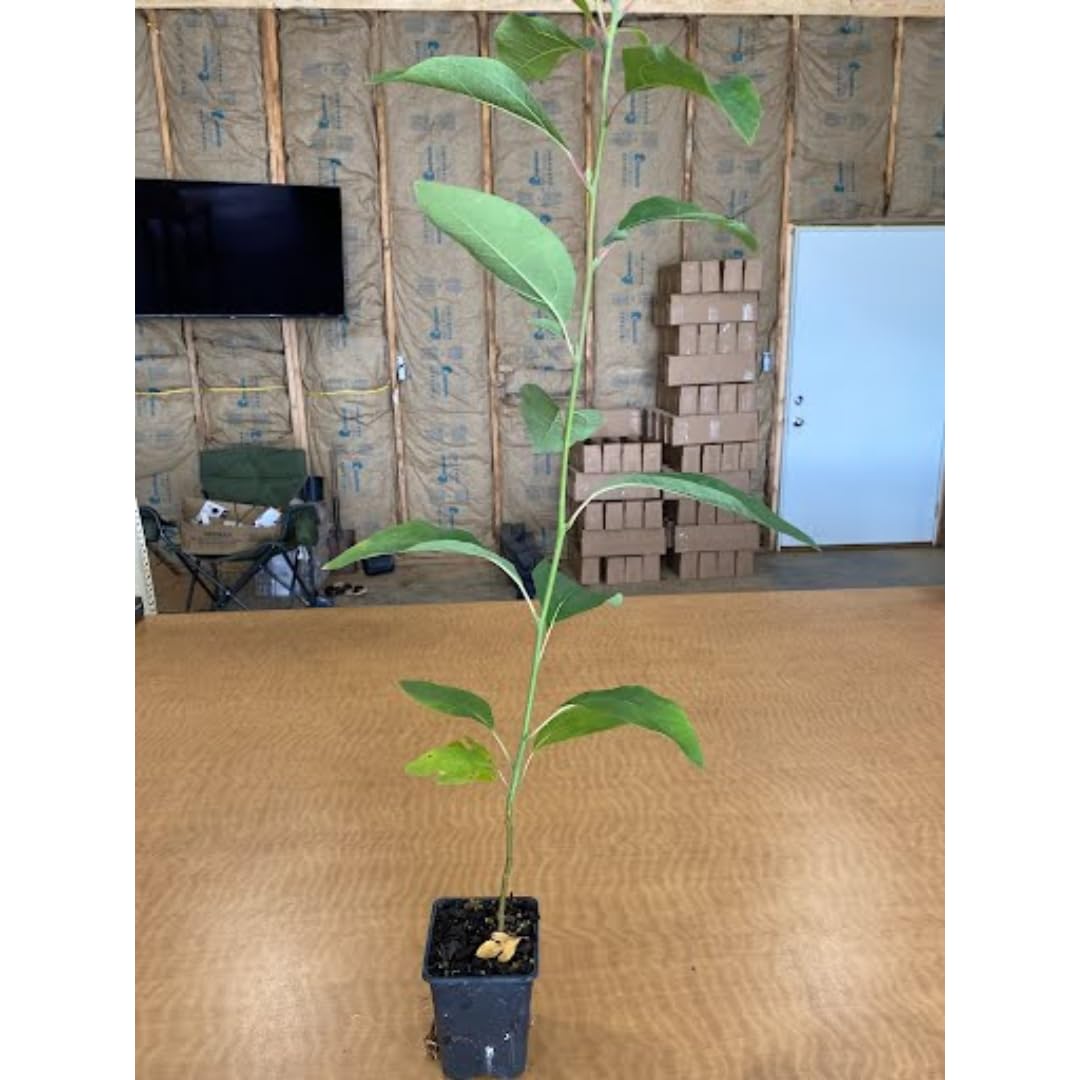 1 Year Old Sassafras Tree Live Plant 1-2 Feet, No Pot, Well-Rooted and Winter Hardy, Common Sassafras Seedlings