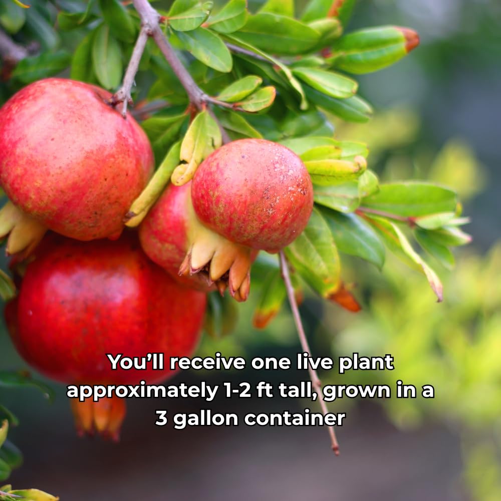Live Pomegranate Plant for Growing, Hardy Fruit Tree 2 to 3 Feet Tall, 3 Gallon Pot, Ideal for Garden or Patio, No Ship to CA