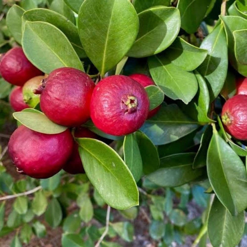 Strawberry Guava Tree Live Plant 3 Gallon, Guava Plant 2-3 Feet Tall, Fragrant Guajava for Home Garden, No Ship to CA