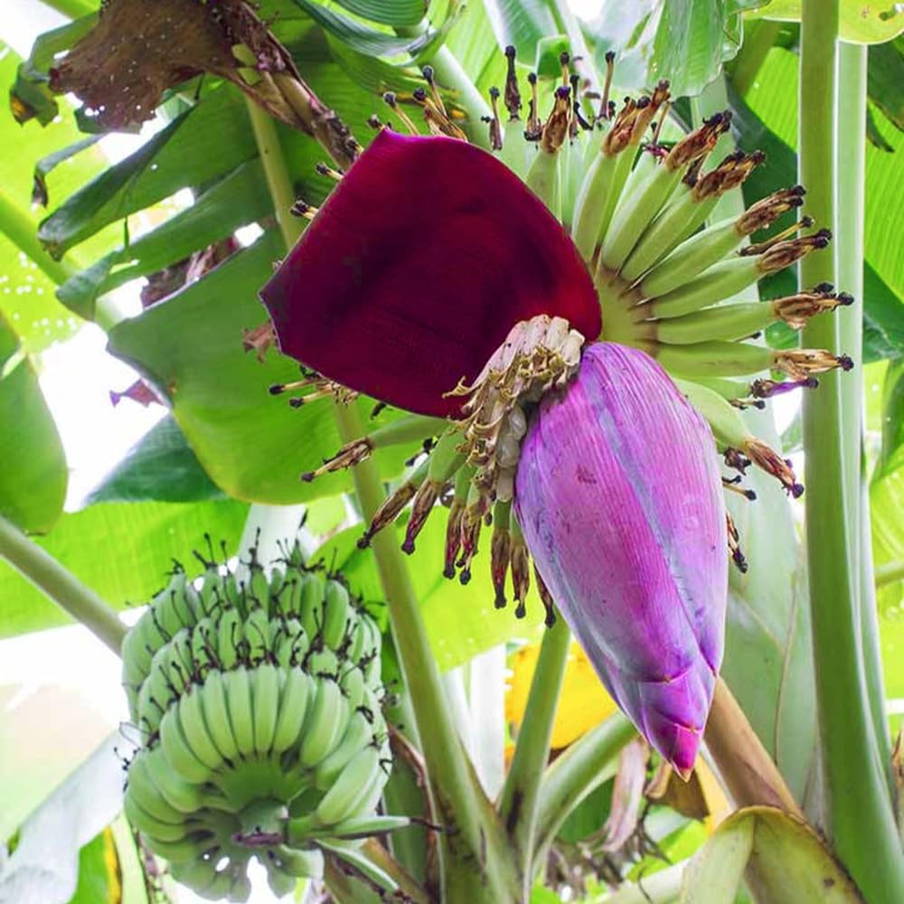 Dwarf Cavendish Banana Tree Live Plant in 1 Gal Pot, Hardy Banana Live Plant, Live Banana Fruit Tree, 1-2 Year Old, Well-Rooted, No to CA