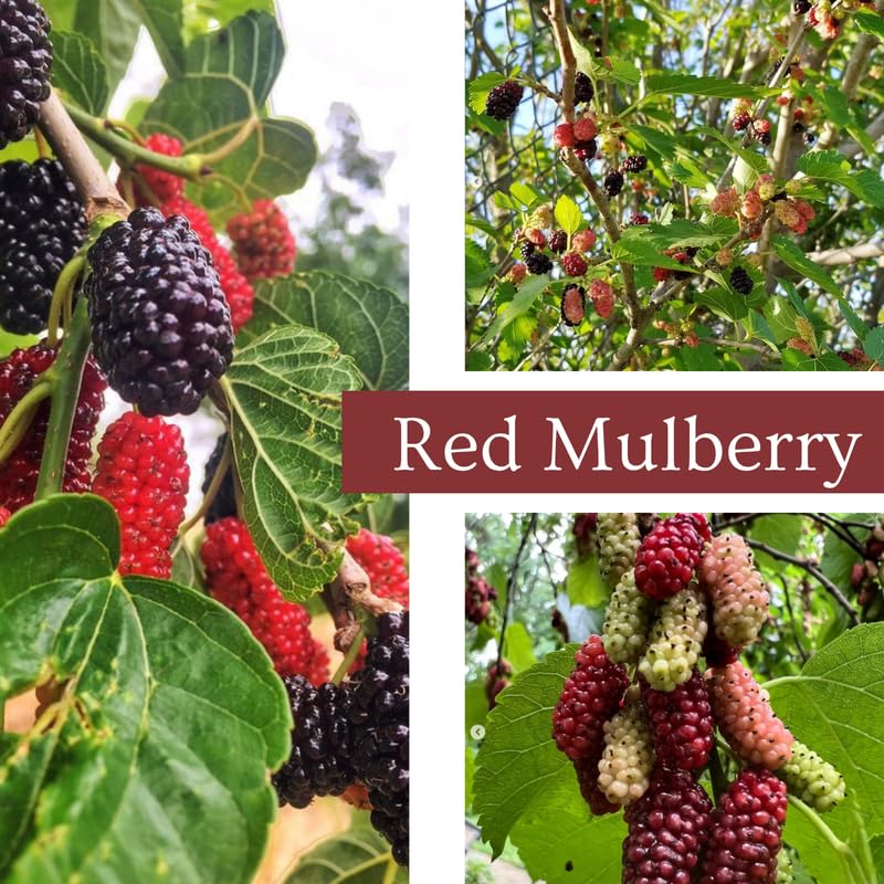 Red Mulberry Tree Live Plant, Hardy Mulberry Fruit Tree for Planting Indoor Outdoor, Sweet Mulberries Tree Well Rooted 4-8'' Tall