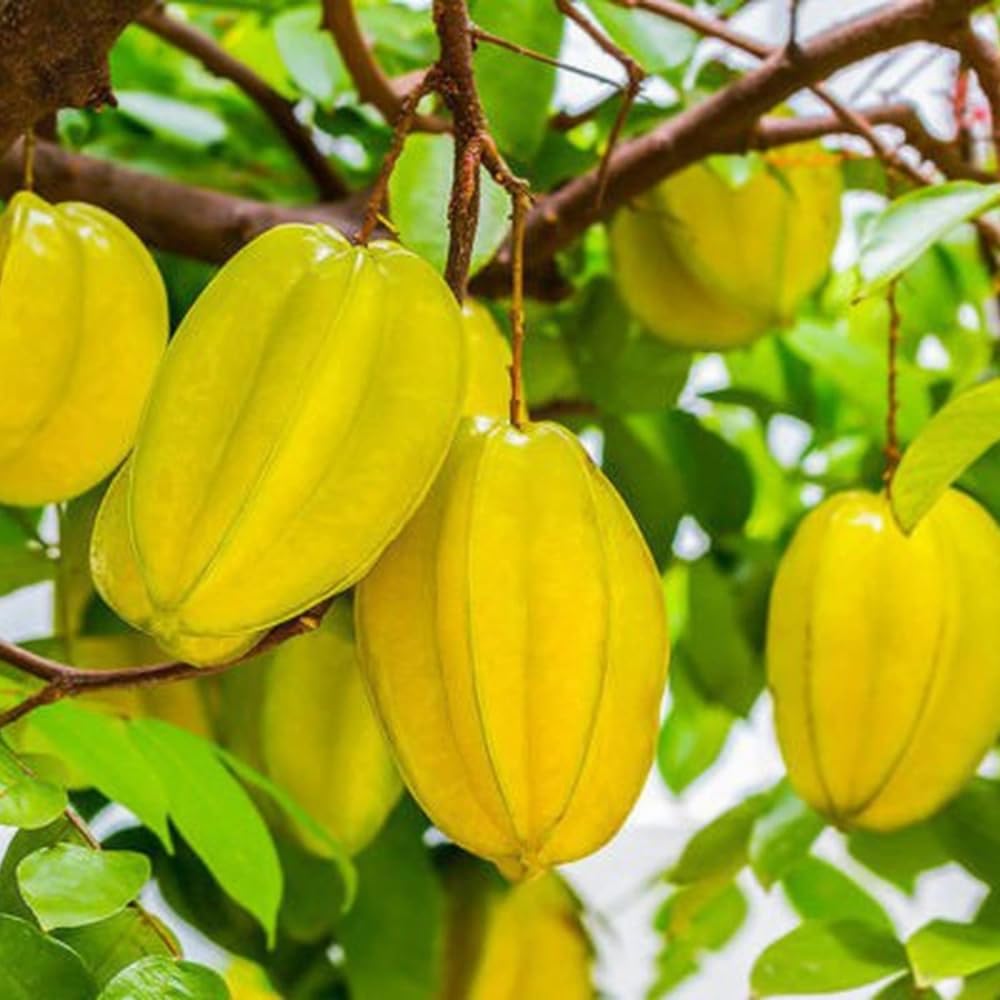 Grafted Starfruit Tree Live Plant, Sweet Starfruit Plant, 3 Gallon Pot, 2-3 Feet Tall, Tropical Fruit Tree for Outdoor Garden and Container Growing, No Ship to CA