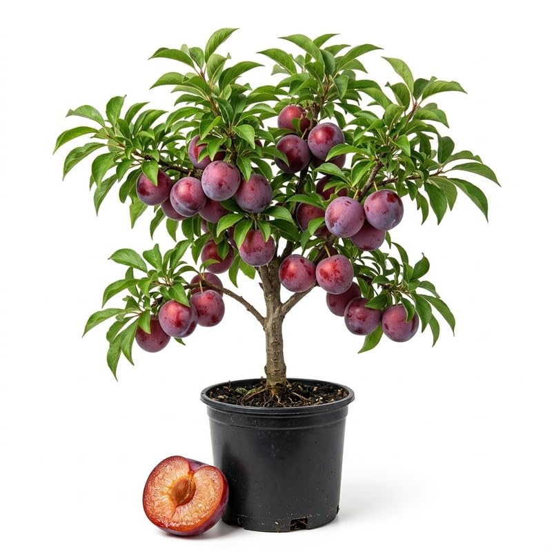 Plum Tree Live Plant 2.5-3 Feet Tall, Sweet Plum Fruit Tree for Backyard Orchard, Patio Containers or Home Garden Growing, No Ship to CA