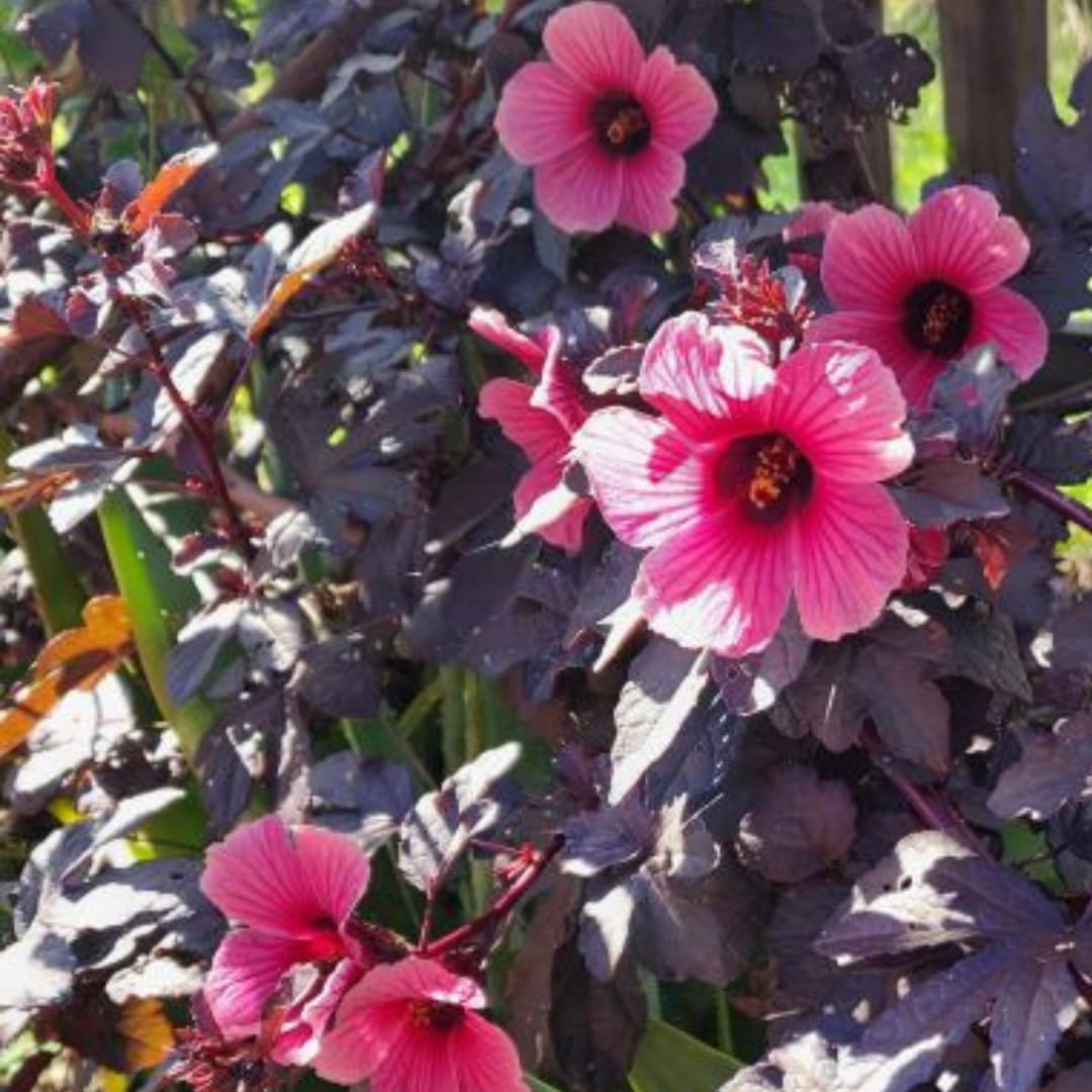 Set of 2 Live Cranberry Hibiscus Plants, Ornamental Hibiscus, 4-8 Inches Tall for Indoor or Outdoor Planting