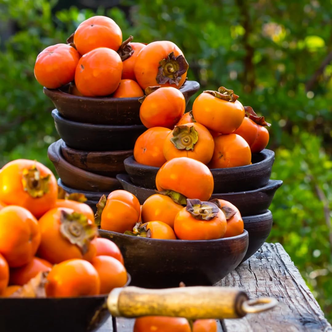 1 Year Old Persimmon Tree Live Plant Seedling, Cold Hardy, Sweet American Persimmon for Outdoor Spring Planting