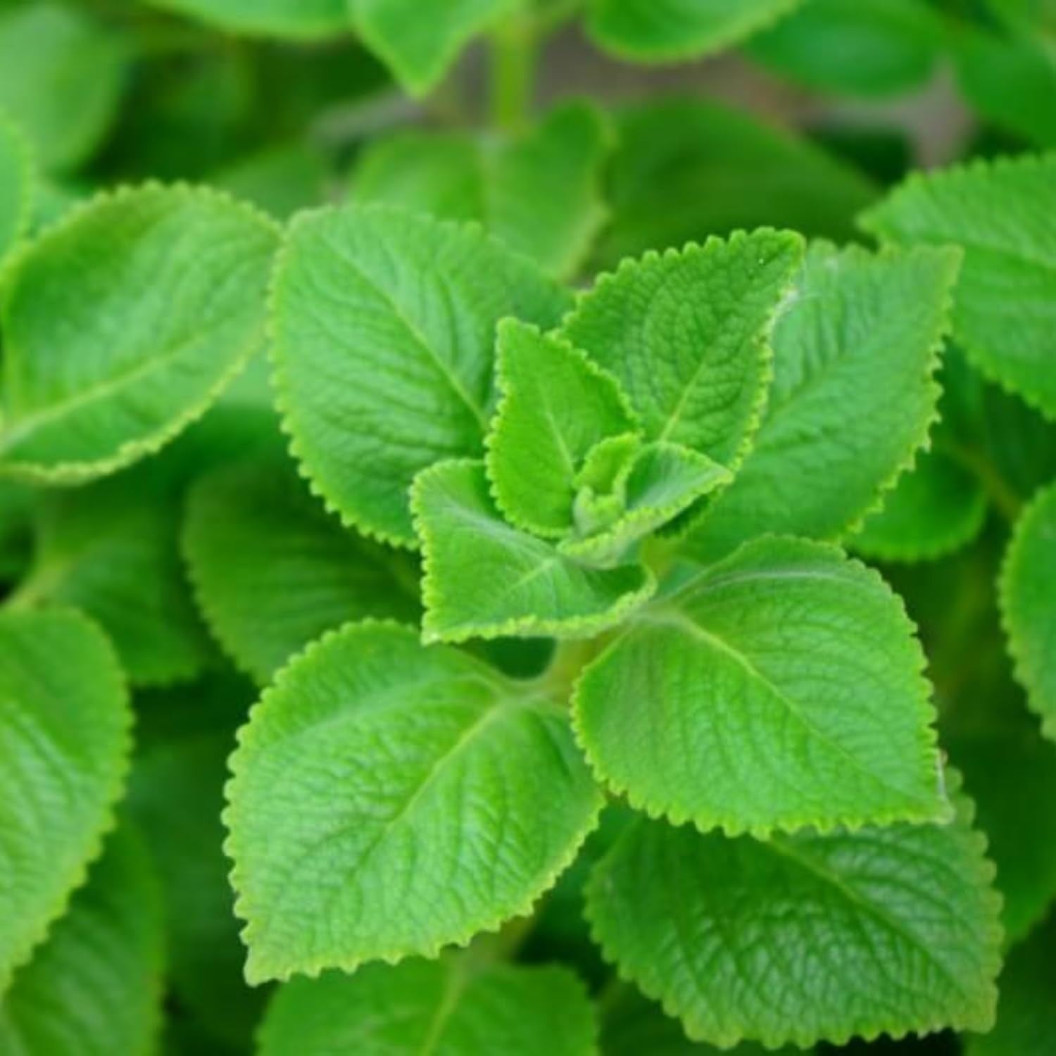 2 Cuban Oregano Plants Live 4-6'' Tall, Fragrant Herb Ready to Grow, Garden or Containers Planting