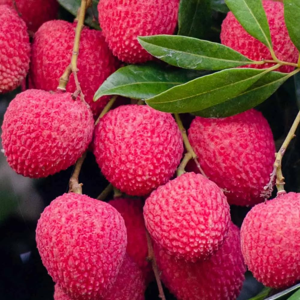 Sweet Lychee Trees Live Plant, 3-4 Ft Tall, 3 Gallon Pot, Lychee Fruit Tree, Litchi Fruits Plant, Perennial Tropical Fruit Plant, No Ship to CA