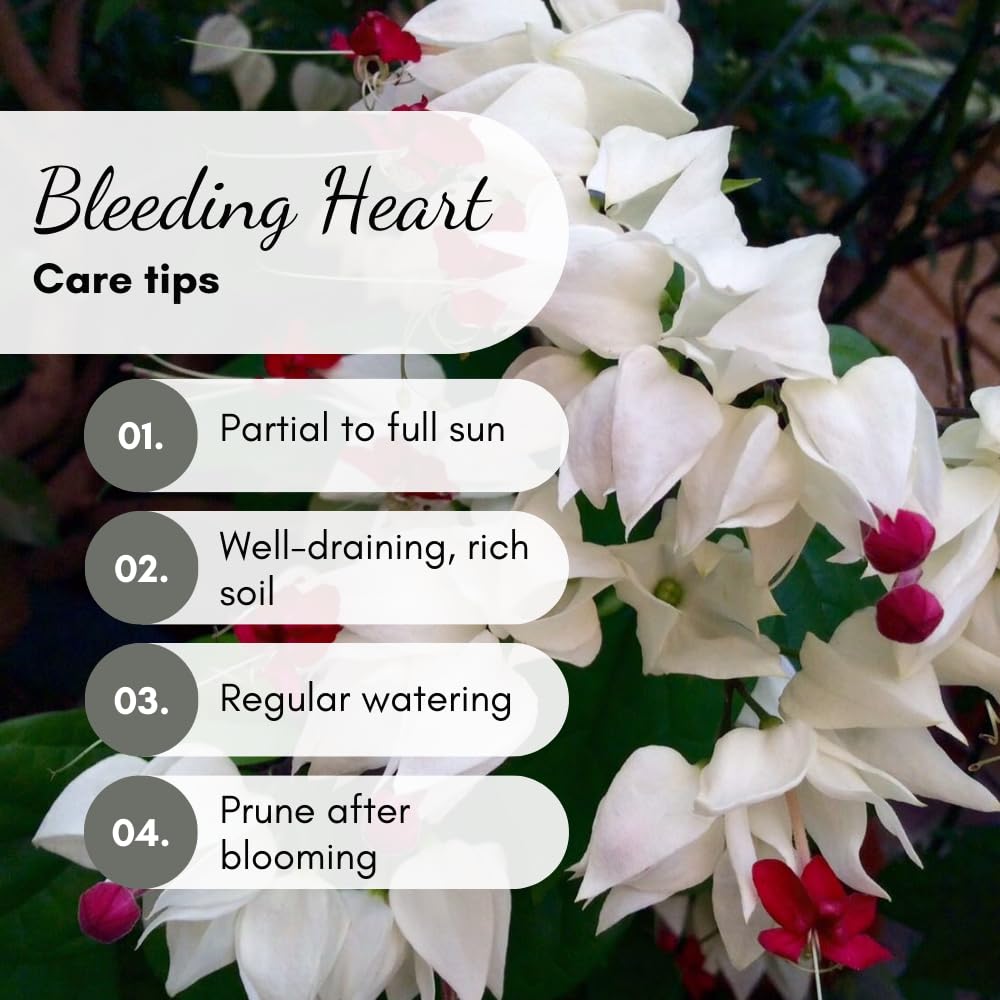 Set 2 Bleeding Heart Live Plants, Perennial Flowering Vine Plants, Fully Rooted 4-6 Inches, Containers and Garden Planting (Red Bleeding Heart Vine)