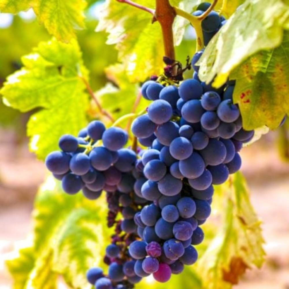 Set of 3 Muscadine Grape Plants Live, 4-6" Tall Seedless Grape Vines for Outdoor Planting, Hardy Fruit Plants for Garden and Vineyard (Deep Purple Black Grape)