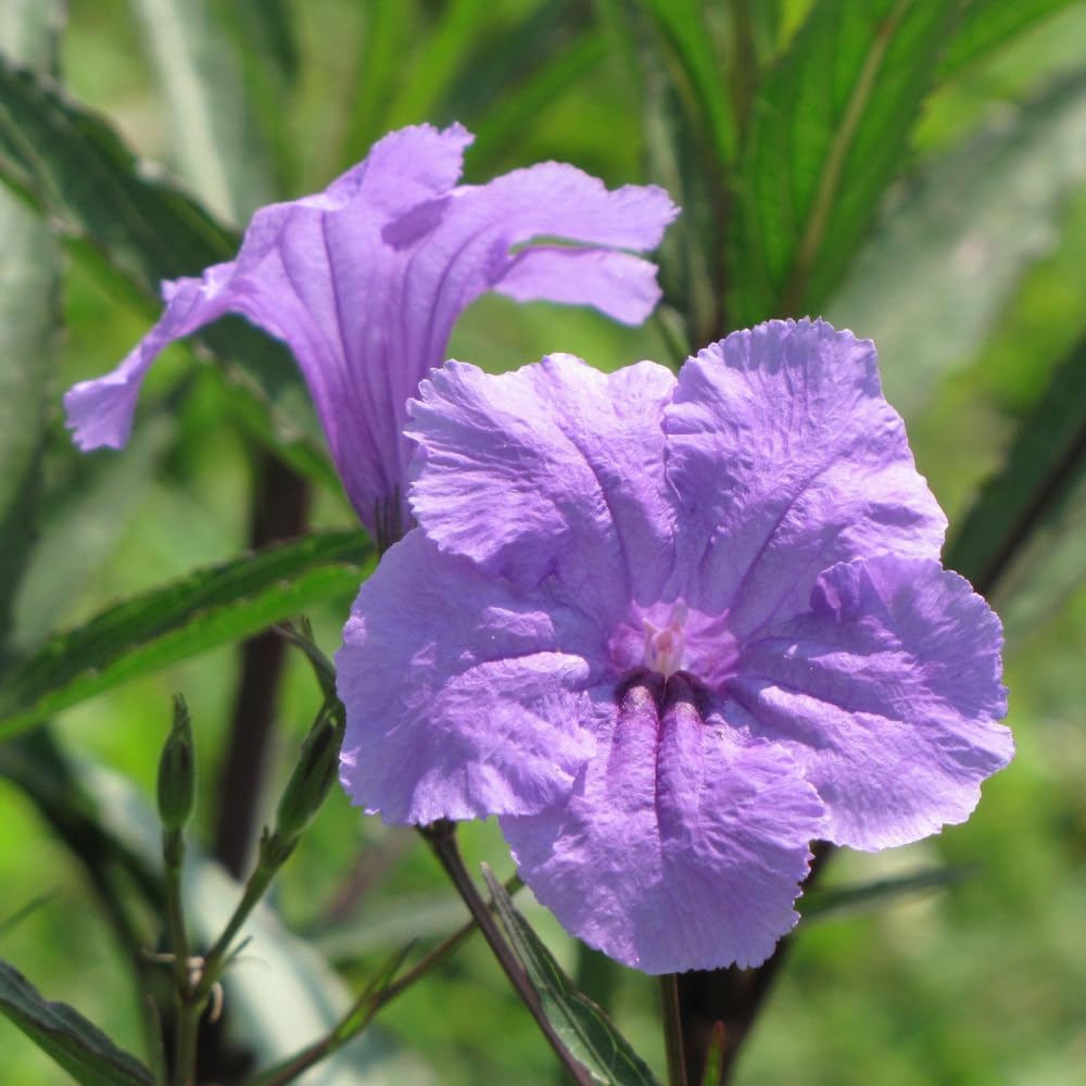6 Mexican Petunia Live Plants, Vibrant, Low-Maintenance Perennial Flowers, 4-7 Inches, Garden or Containers Growing (Dwarf Purple Blue)
