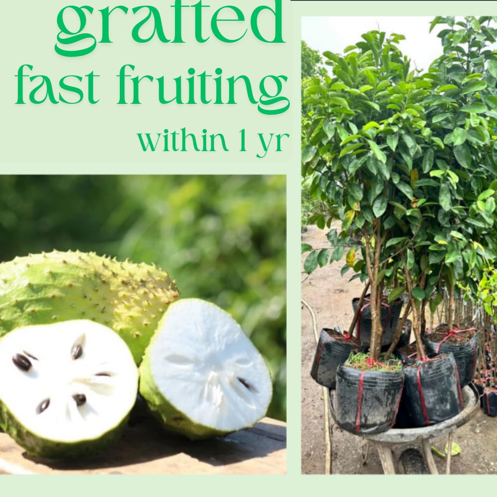 3 Years Grafted Soursop Tree Live Plant 2-3 Feet Tall in 1 Gallon, Sweet Annona Muricata Guanabana for Outdoor Planting, No CA, Ready to Bear Fruit