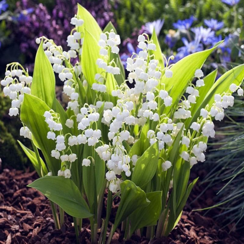 5 Lily of The Valley Bulbs for Planting, White Lily Bulbs Roots, Perennial Flower Bulb