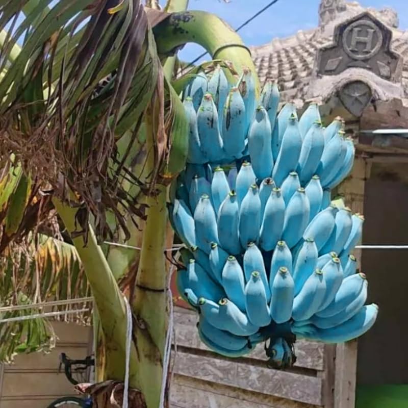 Ice Cream Banana Plant Live for Planting, Banana Trees Live Plants for Outdoor Indoor Planting, Cold Hardy, 4-7" in Tall, No Pot, Musa Plant