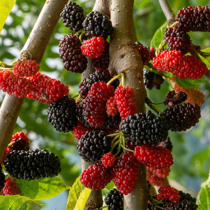 Illinois Everbearing Mulberry Tree, 4-8 Inch Hardy Mulberry Tree Live Plant, Sweet Berry Mulberries Fruit Tree Bush Plants for Planting Home Garden, Well Rooted