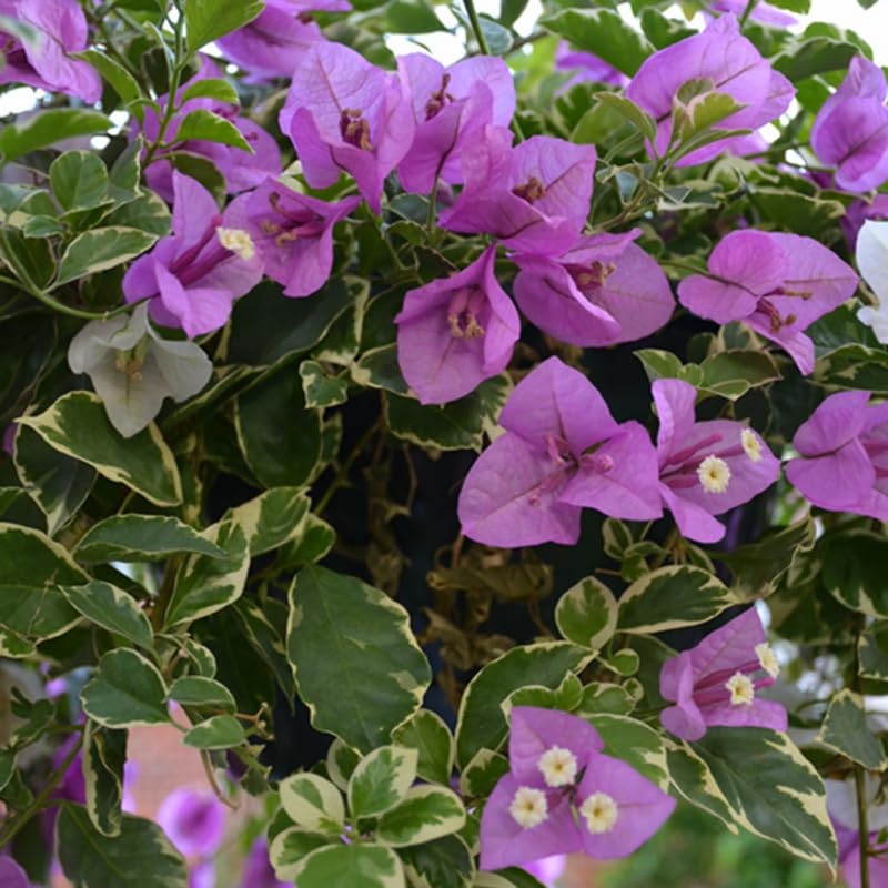 2 Blueberry Ice Bougainvillea Plants Live, Bougainvillea Plants for Planting Indoor Outdoor, 5 to 7 Inch