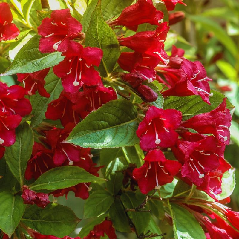 Red Weigela Live Plant, Weigela Plant Bush, 4 Inches Pot
