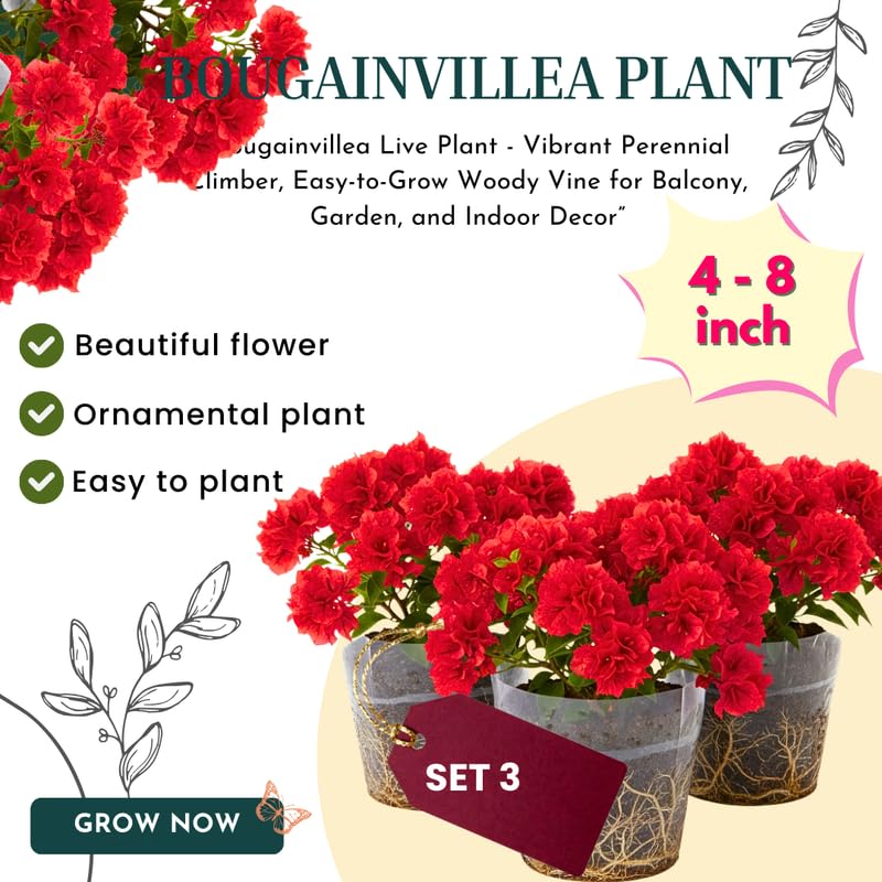 3 Double Red Bougainvillea Plants Live, 4-8” Tall Flowering Bougainvillea Vines, Tropical Climbing Plants for Garden or Containers, No Pot