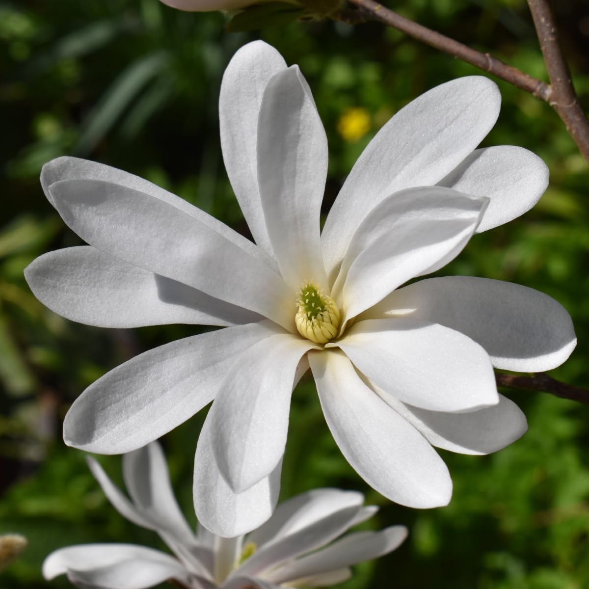 Star Magnolia Tree, 18-24 Inch Magnolia Trees Live Plants, 1Gallon Pot, Fragrant White Flowers, Dormant in Winter