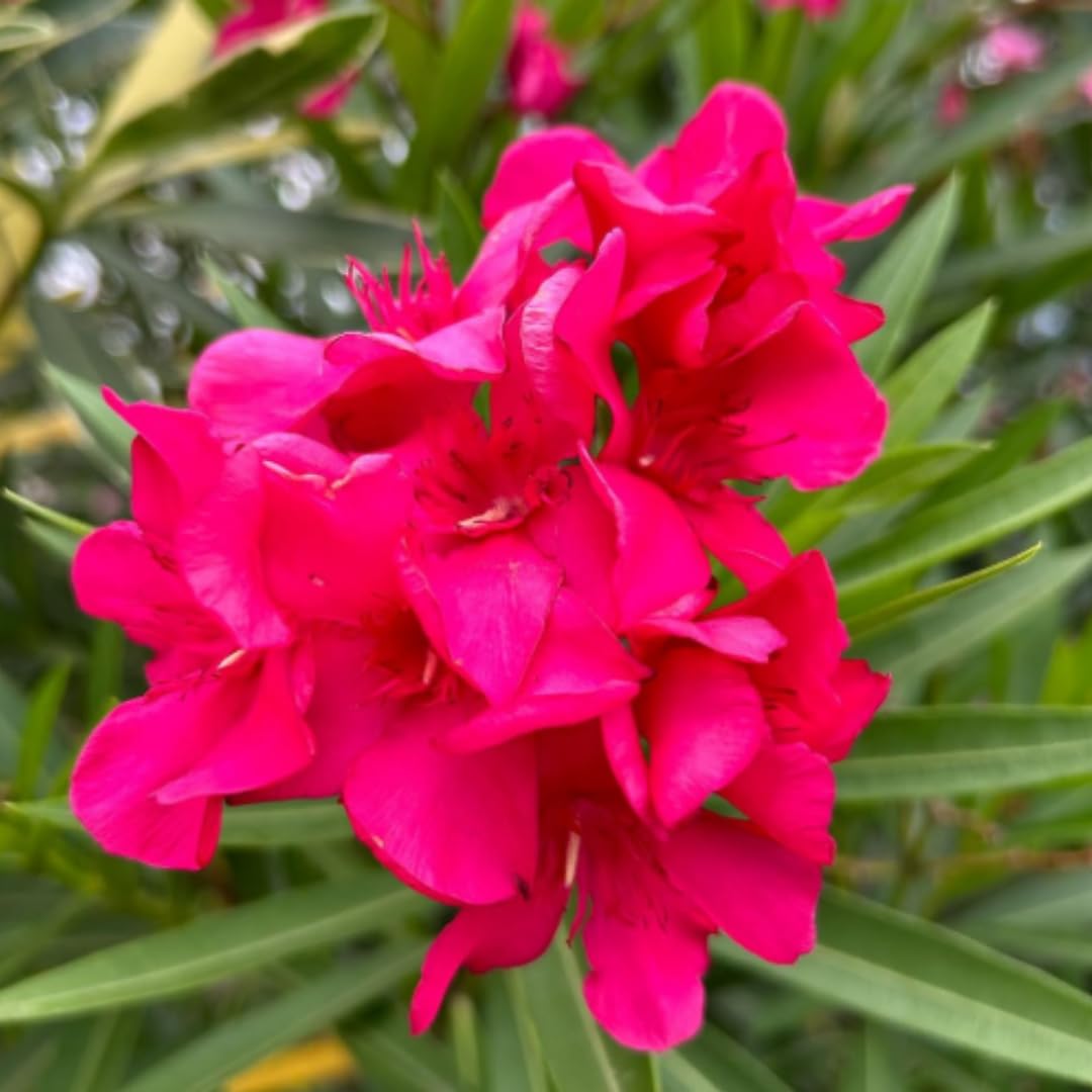 3 Pink Oleander Plants Live, 4 to 7 Inc, Oleander Flower Bush Plant Garden
