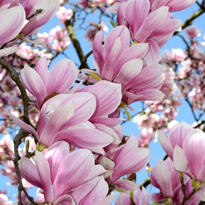 Live Jane Magnolia Tree in 3 Gallon Pot, Vibrant Flowering Magnolia Plant for Garden Planting, Ornamental Tree for Yard, Borders or Landscape Growing, No Ship to CA