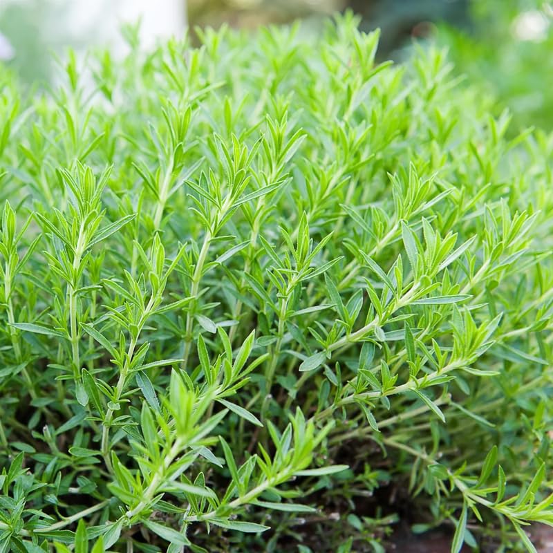 2 Tarragon Plants Live, French Tarragon Herb Plant Well Rooted 4-6 Inch, Outdoor Gardening