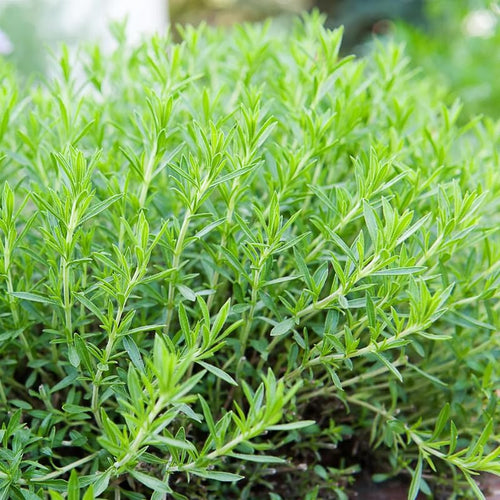 2 Tarragon Plants Live, French Tarragon Herb Plant Well Rooted 4-6 Inch, Outdoor Gardening