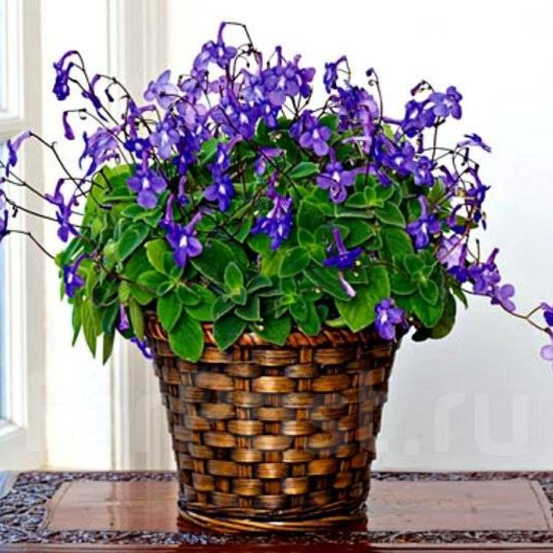 2 Concord Blue Streptocarpella Plants Live for Planting, Indoor Outdoor Spring Gardening, Size 4-6" in Tall