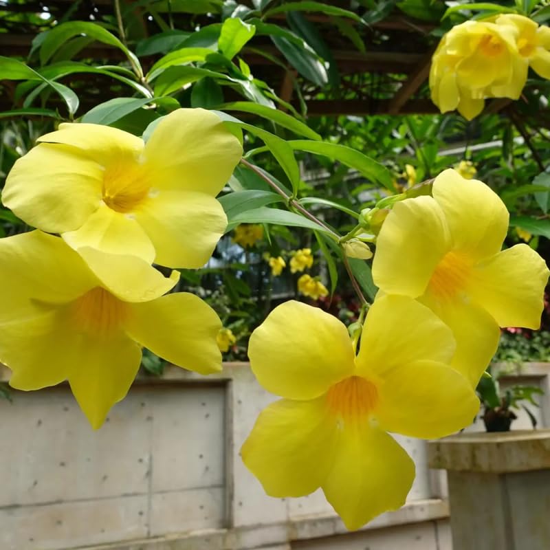 Set 3 Yellow Mandevilla Plants Live, Flowering Vine Plants for Garden Patio