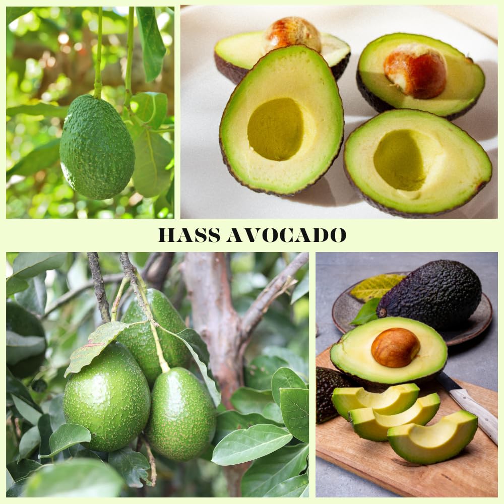 HASS Avocado Live Plant, Avocado Plant, Fruit Tree, Well Roots, 1-2 Feet Tall in 3 Gallon Pot for Planting