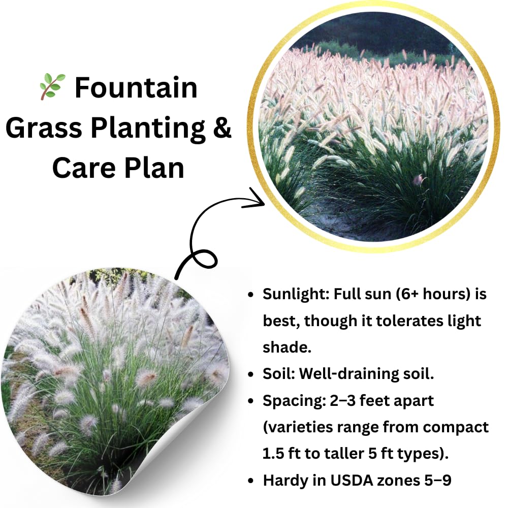 Pack 3 Fountain Grass Plants Live, 5-9 Inch Tall, Ornamental Grasses Live Plants Perennial, Well-Rooted Perennial Grass Clumps (White Fountain Grass)
