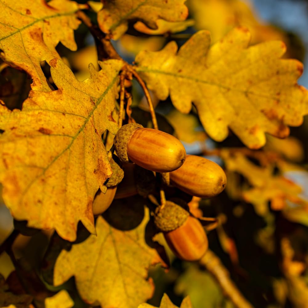 Oak Tree Live Plant, Oak Shades Tree in Quart Pot, Dormant in Winter, 6-12'' Tall, Ready to Grow Seedlings (Red Oak)