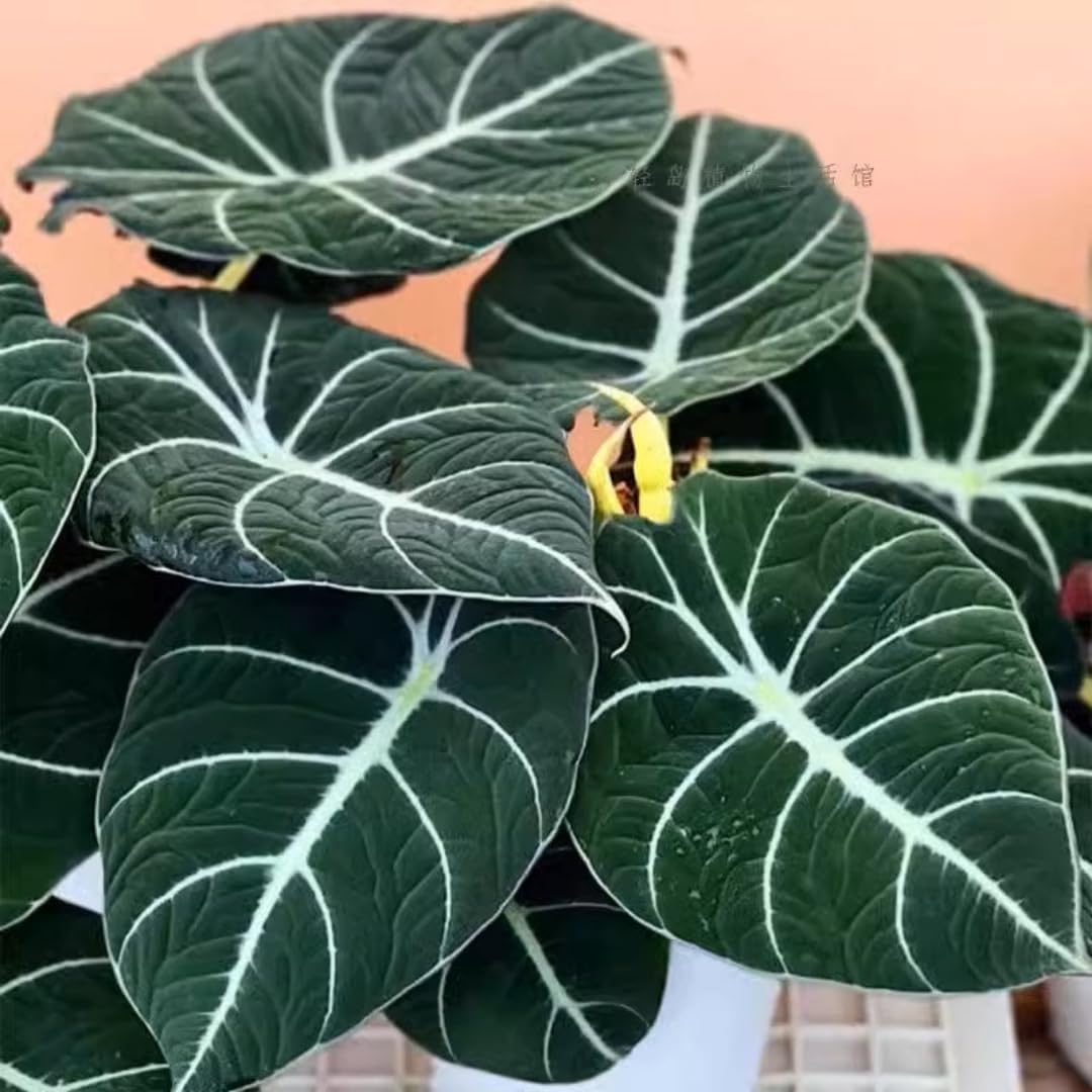 Black Velvet Alocasia Live Plant, 4 to 7 Inc Tall, Alocasia House Plant for Growing Indoor Outdoor
